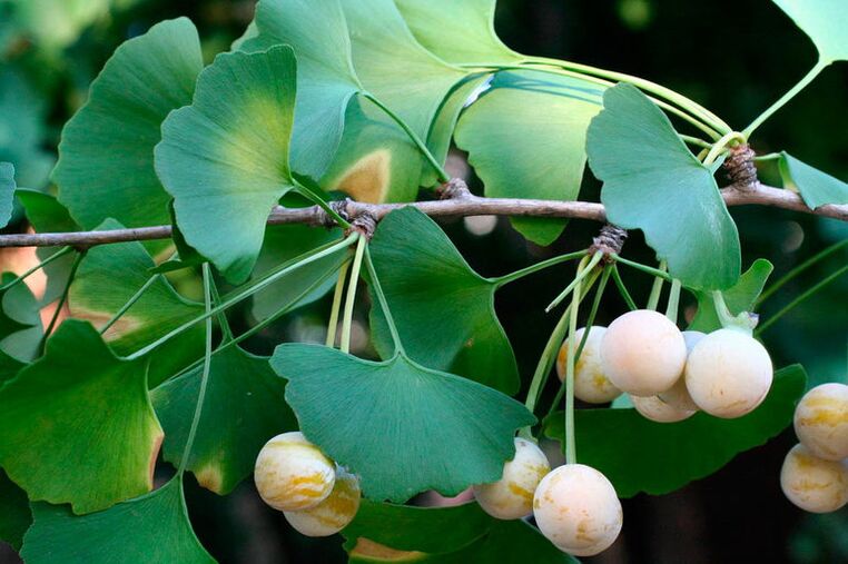 Ginkgo biloba - an exotic herb for enhancing potency