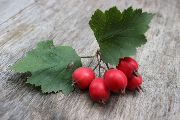 Hawthorn berries increase male libido and enhance erections