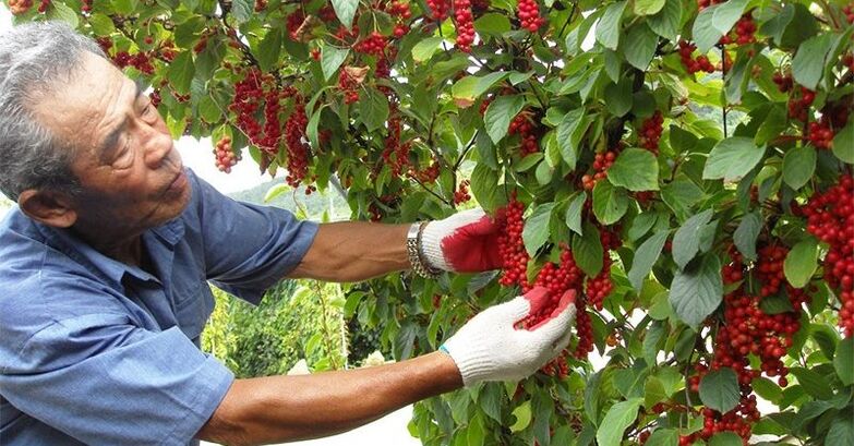 Chinese lemons to increase potency