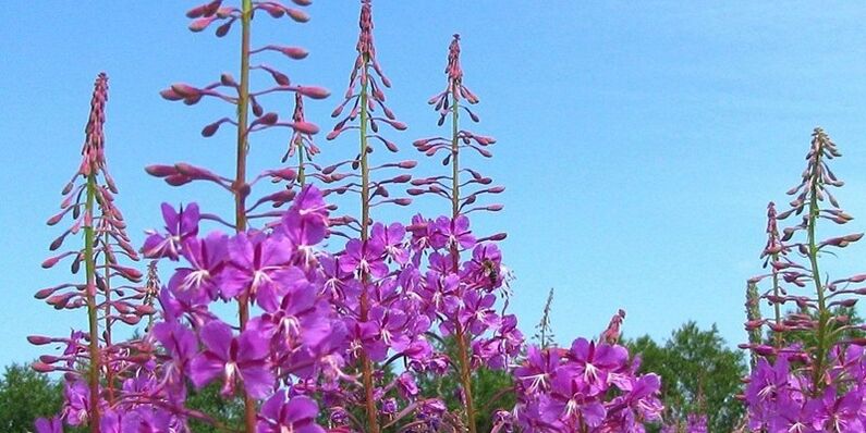 Herbs to raise potency and men