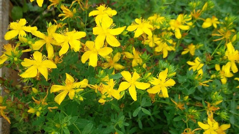 What herbs that raise male potency